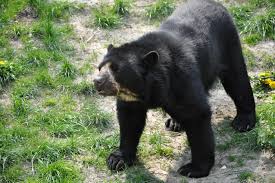 Resultado de imagen de animales salvajes de la sierra