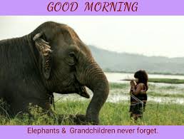 Explore 131 elephant quotes by authors including desmond tutu, groucho marx, and david attenborough at brainyquote. Good Morning Quote Elephants Grandchildren Never Forget