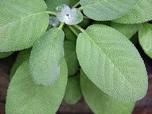 Plant sage in full sun. Salvia Officinalis Wikipedia