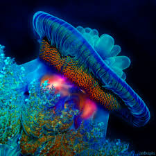 Lifeunderthewaves Beautiful Sea Creatures Ocean Creatures Underwater Creatures