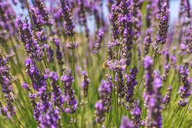 The fledgling almond festival kicked off saturday at the stanislaus county fairgrounds in turlock, and. 15 Best Things To Do In Turlock Ca The Crazy Tourist
