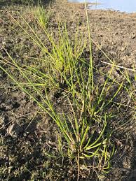 Image result for Schoenoplectiella articulata