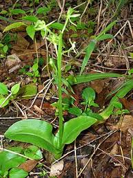 Image result for Liparis deistelii