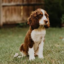 Black And White Short Hair English Springer Spaniel English Springer Spaniel In 2020 Springer Spaniel English Springer Spaniel Pets Dogs Breeds