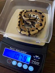 He was hatched may of 2019. 1 0 Puzzle Ball Python Reptile Highway