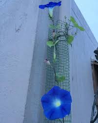 Image result for Asystasia glandulosa