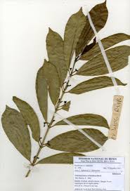 Image result for Craterispermum