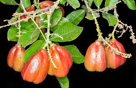 Image result for Blighia