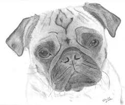 Learn to draw pugs for kids and draw two ground balls for the head and body of the dog. Cartoon Pug Drawing Pug Face Drawing Dog Art Cartoon Dog Pug Art