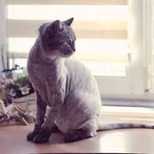 Lobs are the cute hairstyle for the short hair. Useful Anti Matting Cat Hair Cuts Petcarerx