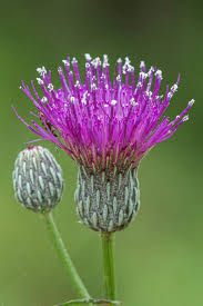 Image result for Cirsium