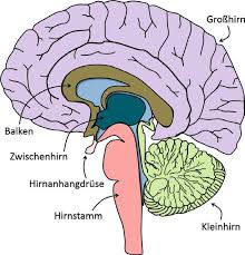 Anatomie Des Gehirns Die Struktur Des Denkapparates Pdf Kostenfreier Download
