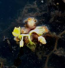 Image result for Utricularia stellaris