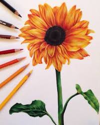 If you want to download the picture, please view original size button, and you can go to image link. Anna On Instagram Faerdiig Den Her Var Rigtig Sjov At Lave Med Alle Dens Blade Jeg Brugte Polychr Color Pencil Art Sunflower Drawing Flower Drawing