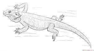 How To Draw A Bearded Dragon Step By Step Drawing Tutorials For Kids And Beginners Dragon Drawing Bearded Dragon Tattoo Dragon Coloring Page