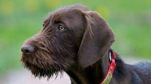 However, free german shorthaired pointer. Pudelpointer Price Temperament Life Span