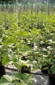 Varieti yang ditanam adalah glamour. Anim Agro Technology Rock Melon Tanam Fertigasi Terbuka