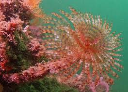 Image result for Melhania virescens