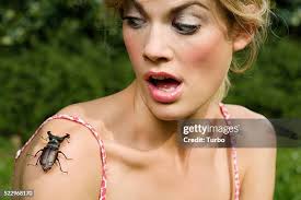 737 Person Scared Of Bug Stock Photos, High-Res Pictures, and Images