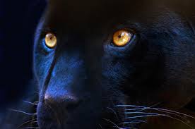 Black panthers are not actually one specific kind of cat, but a group of. Panther Tattoo Ideas And Panther Meaning On Whats Your Sign