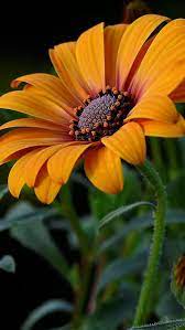 flowers roses carnations wedding flowers bouquets wildflowers christmas decorations mother s day beautiful flowers beautiful flowers photos flower photos