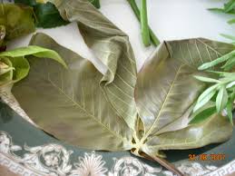 Pengamprahan oat cacing ke dinas kesehatan kecacingan 2. Larian Merdeka Ke Alor Setar Part 2