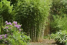 See more ideas about landscape design, backyard, outdoor. Clumping Bamboo Landscape Privacy Screen And Decoration Ideas Garden Ideas Outdoor Decor