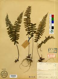 Image result for Aspleniaceae