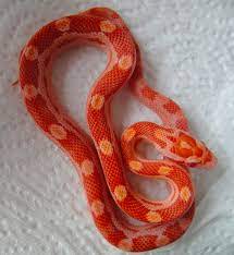 Hypo Amel Motley Corn Snake Corn Snake Pet Snake Cute Snake