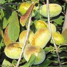 Bei der hier angebotenen indianerbanane asimina triloba handelt es sich um veredelte pflanzen der sorte 'prima 1216', eine selbstfruchtende züchtung aus amerika. Pawpaw Indianerbanane Asimina Triloba Prima 1216 Rot