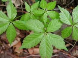 Check spelling or type a new query. Poison Ivy Leaves Of Three Let Them Be Leaves Of Five Let Them Thrive Poison Oak Poison Oak Pictures Plants