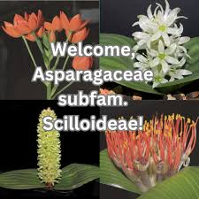 Image result for Asparagaceae