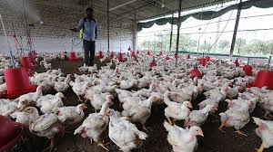 Последние твиты от gripe aviar (@gripeaviar5). Gobierno De India Confirma Brotes De Gripe Aviar En Diez Estados Del Pais Emol Com