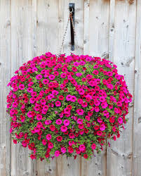 70 Hanging Flower Planter Ideas Photos And Top 10 Hangingbaskets In 2020 Hanging Flower Pots Hanging Flower Baskets Flower Planters