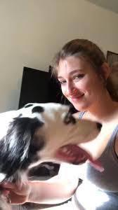 Long-haired Dalmatian dog photos and images