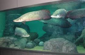 Top 10 Prehistoric Fish Alive Today Ancient Fish Fish Cool Sea Creatures