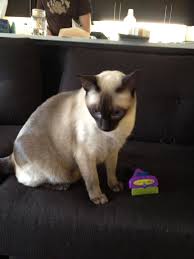 Where do you need the cat grooming? How To Make The Cheapest Cat Toy Ever Cat Toys Cats Pet Toys