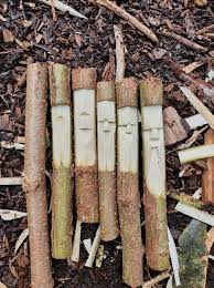 Russell Cuthbert (russellcuthbert)