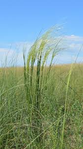 Image result for Setaria grandis