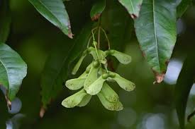 Image result for Sapindaceae