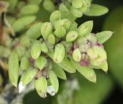 Image result for Suaeda sp. B