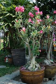 Hejdeco artificial cactus decor plants, assorted fake cactus, in white pots, modern style, mini cute desert decoration for home office kitchen. Should I Repot My Desert Rose How To Repot A Desert Rose Plant