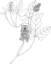 Image result for Pleioceras orientale