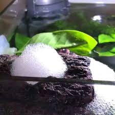 Bubble Nest Video With Videos Akvaria Ryby