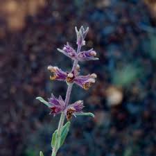Wyoming natives what i am more interested in meeting these days are the wyoming natives, the plants that know how to get along with the native wildlife, including birds, bats, bees. Vplants Flash Cards