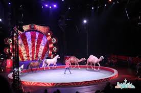 Circus protesters say ringling bros. Things To Do With Kids In Seattle Go To The Circus