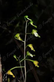 Image result for Oeceoclades quadriloba