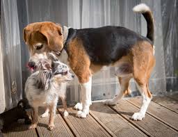 Trotz kastration kann rüde eine hündin decken? Die Intakte Hundin Das Unbekannte Wesen Hundemagazin Wuff