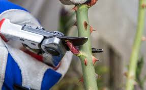 Wann sollte man rosen zurückschneiden? Fehler Beim Rosenschnitt Mein Schoner Garten