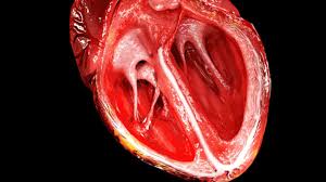 It was performed by ruka matsuda. Scientists Use Stem Cells To Regenerate Layers Of A Human Heart Mental Floss